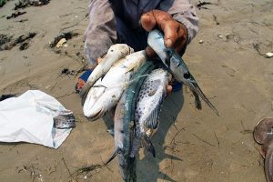 A villager shows dead sea fish he collected on a beach in Phu Loc district, central Vietnam's Thua Thien-Hue province, on April 21, 2016.